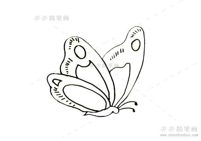 一只蝴蝶的简笔画图片